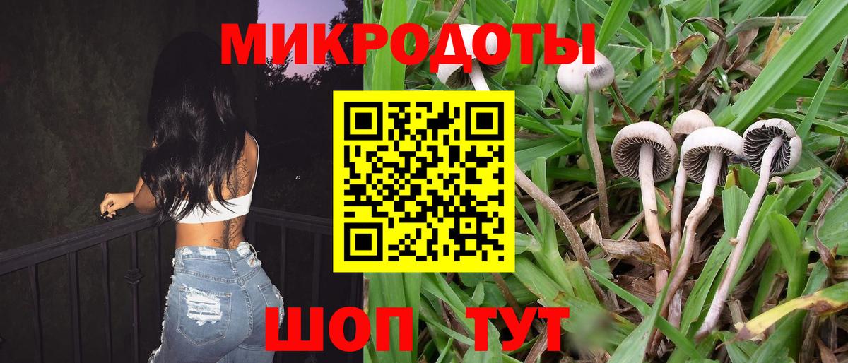 Псилоцибиновые грибы Psilocybine cubensis Ачинск